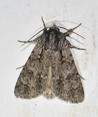 Acronicta auricoma