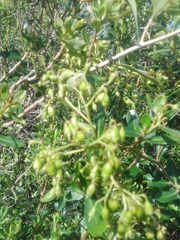 Escallonia megapotamica