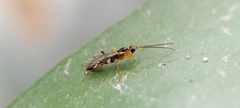 Orthocentrinae