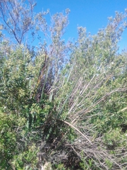 Escallonia megapotamica