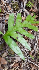 Microsorum scolopendria