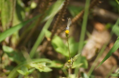 Hemiargus hanno