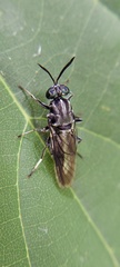 Cyphomyia albitarsis