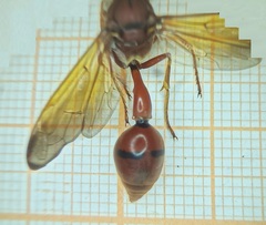 Delta conoideum