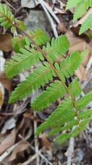 Arthropteris orientalis