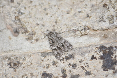 Acronicta auricoma