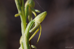 Habenaria tridactylites