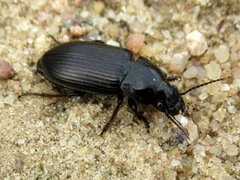 Zabrus tenebrioides