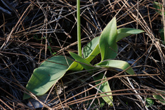 Habenaria tridactylites