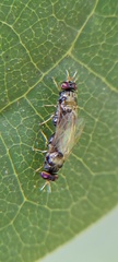 Diptera