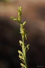 Habenaria tridactylites