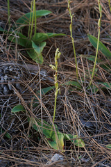 Habenaria tridactylites