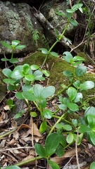 Peperomia portulacoides