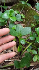 Peperomia portulacoides