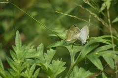 Eurema elathea
