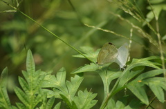 Eurema elathea