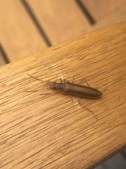Thelyphassa lineata