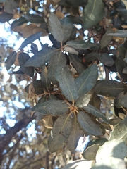 Quercus rotundifolia