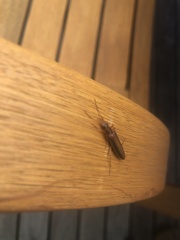 Thelyphassa lineata