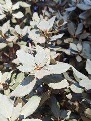 Quercus rotundifolia