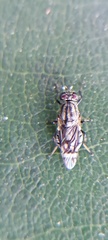 Euryneura