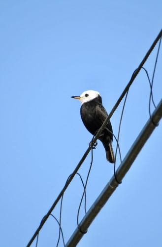 Witkopwatertiran (Arundinicola leucocephala)