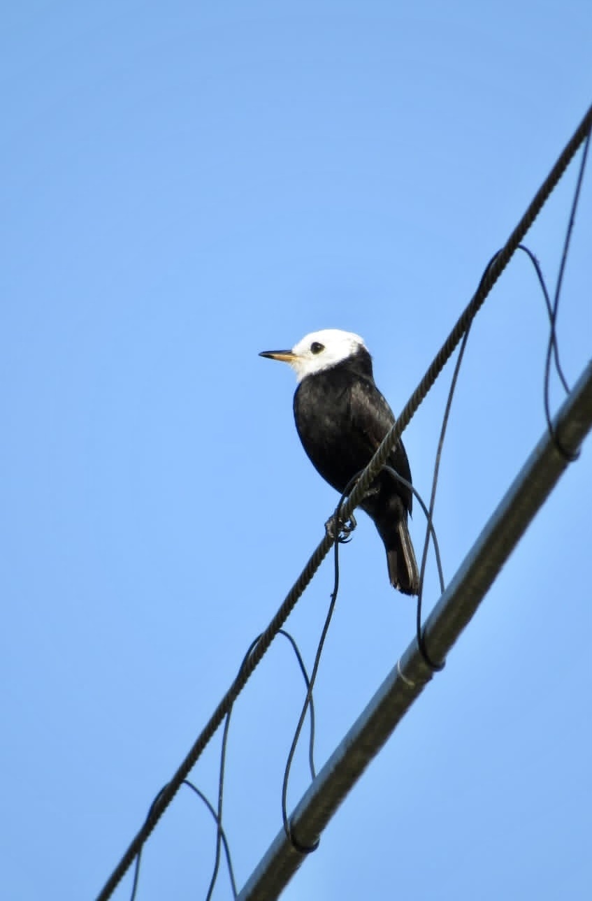 White-headed Marsh Tyrant illustration