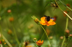 Bombus pauloensis