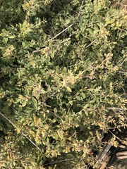 Atriplex semibaccata