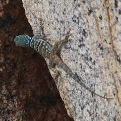 Petrosaurus thalassinus