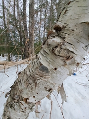 Fomes fomentarius image