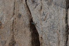 Petrosaurus thalassinus