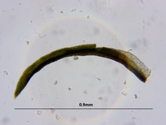 Gymnostomum aeruginosum