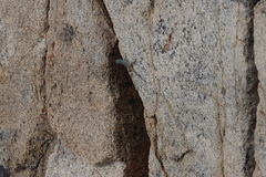 Petrosaurus thalassinus