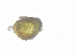 Gymnostomum aeruginosum