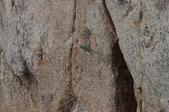 Petrosaurus thalassinus