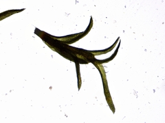 Gymnostomum aeruginosum