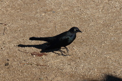 Euphagus cyanocephalus