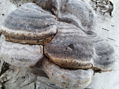 Fomes fomentarius image