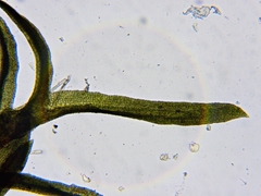 Gymnostomum aeruginosum