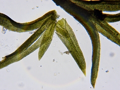 Gymnostomum aeruginosum