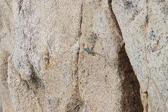 Petrosaurus thalassinus