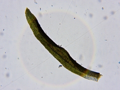 Gymnostomum aeruginosum