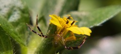 Thomisidae