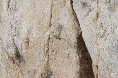 Petrosaurus thalassinus