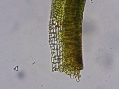 Gymnostomum aeruginosum