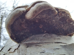 Fomes fomentarius image