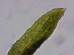 Gymnostomum aeruginosum