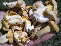 Cantharellus pallens
