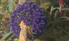 Clavelina puertosecensis